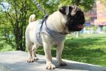 Pet Universal Harness with Leash Set Escape Proof Dog and Cat Harnesses Adjustable Reflective Soft Mesh Corduroy