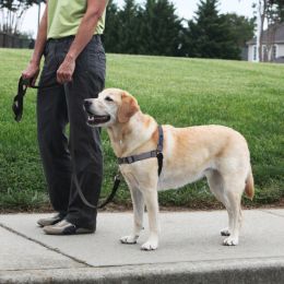 PetSafe Deluxe Easy Walk Steel Dog Harness Black/Steel, 1ea/MD/LG