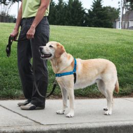 PetSafe Deluxe Easy Walk Steel Dog Harness Black/Ocean, 1ea/MD/LG