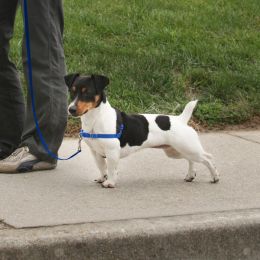 PetSafe Deluxe Easy Walk Steel Dog Harness Black/Ocean, 1ea/SM